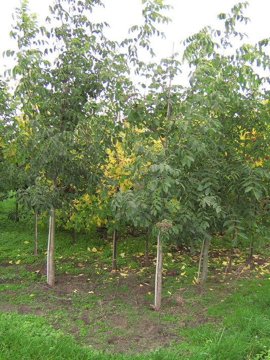 Tetradium daniellii op stam op stam