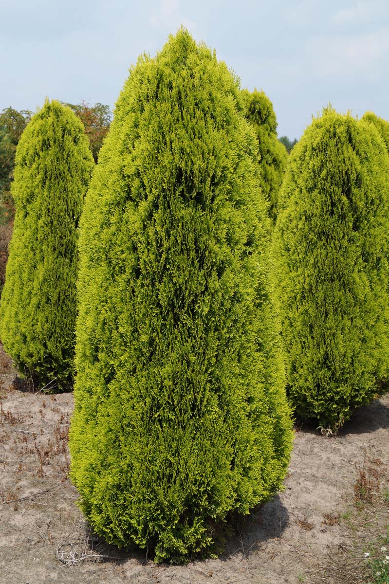 Thuja occidentalis 'Aurea Nana' solitair