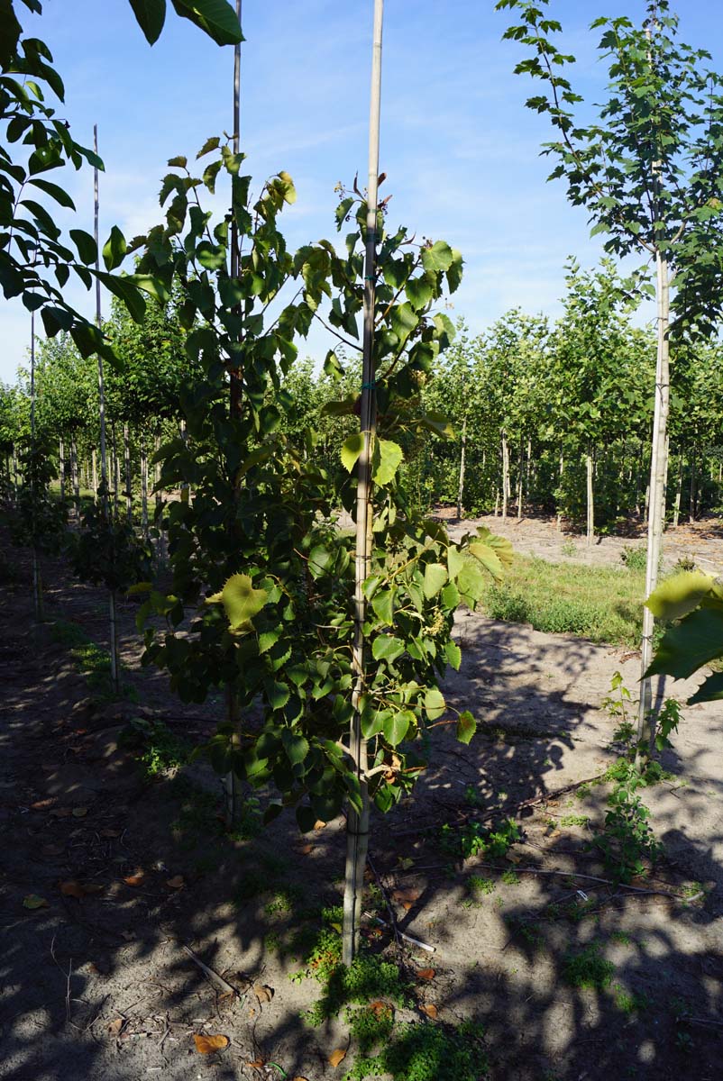 Tilia henryana op stam op stam