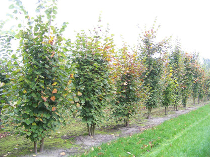 Tilia platyphyllos meerstammig / struik meerstammig