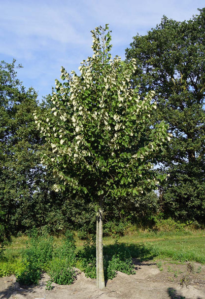 Tilia tomentosa 'Brabant' op stam op stam