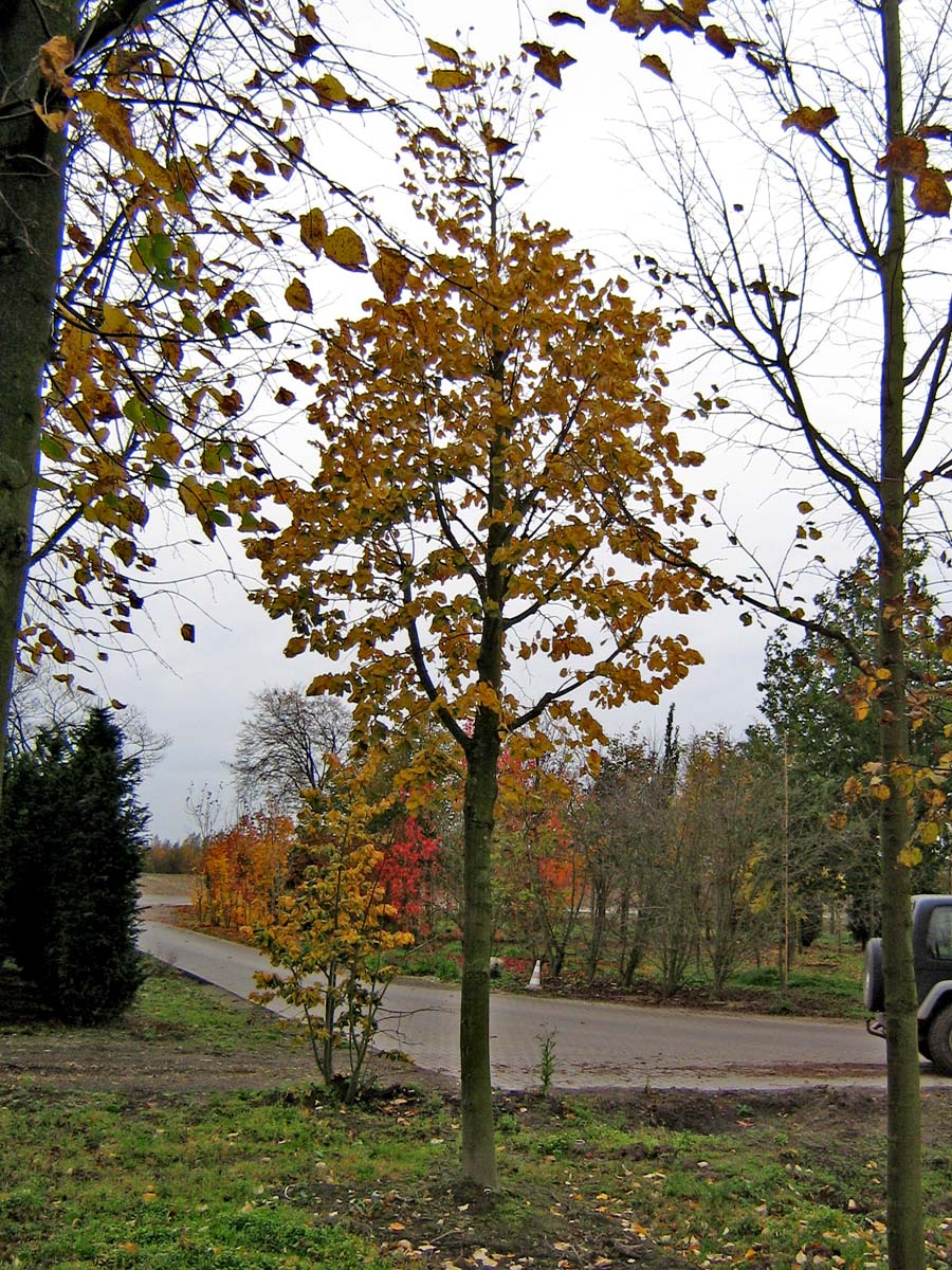 Tilia tomentosa 'Brabant' op stam op stam