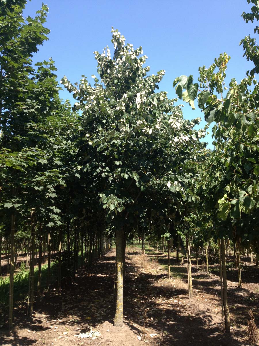 Tilia tomentosa 'Doornik' op stam op stam