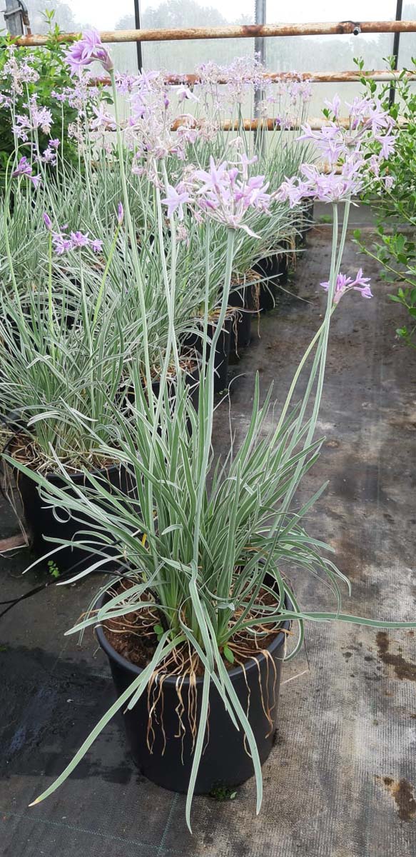 Tulbaghia violacea 'Silver Lace'