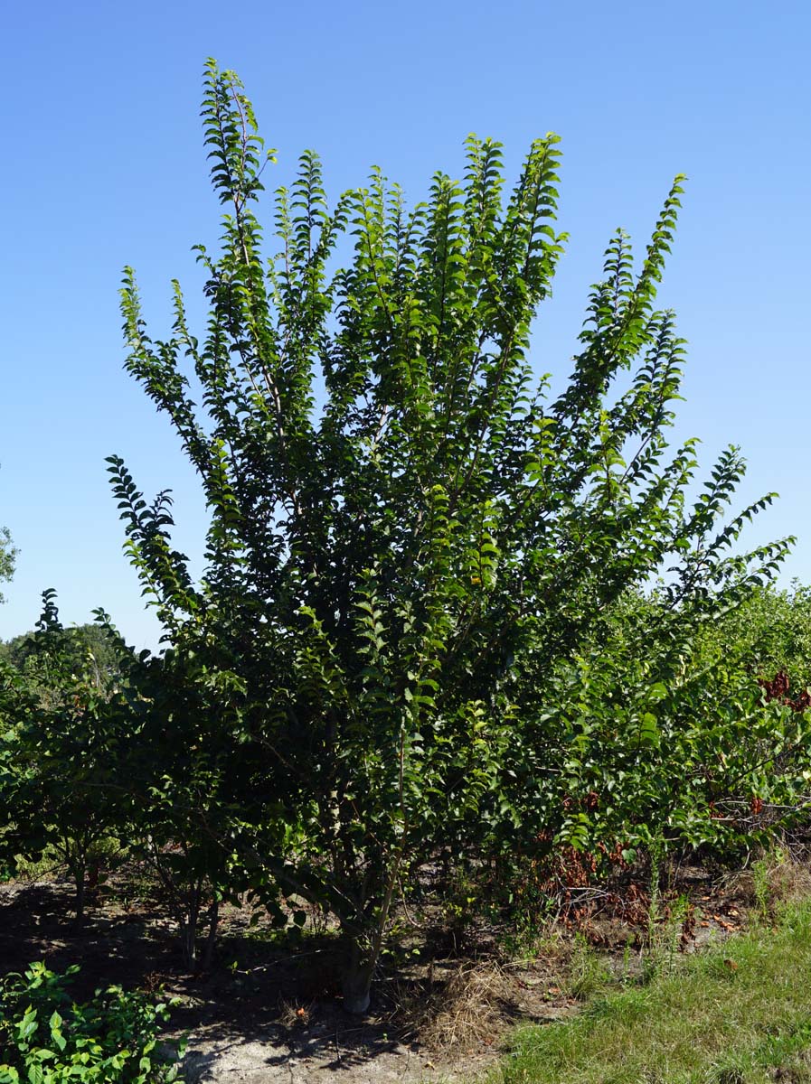 Ulmus minor 'Wanoux' meerstammig meerstammig