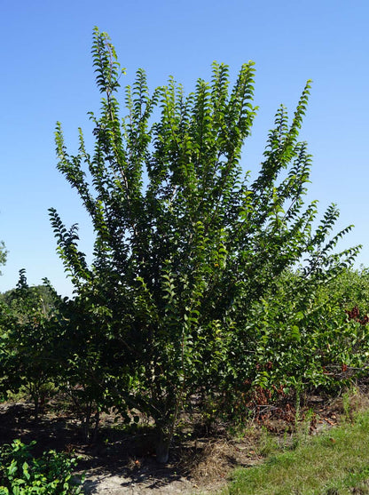 Ulmus minor 'Wanoux' meerstammig meerstammig