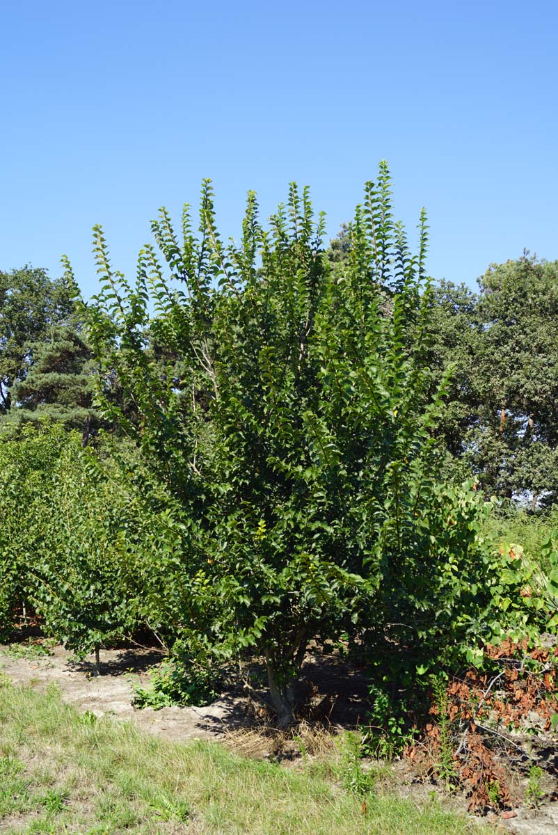 Ulmus minor 'Wanoux' meerstammig meerstammig