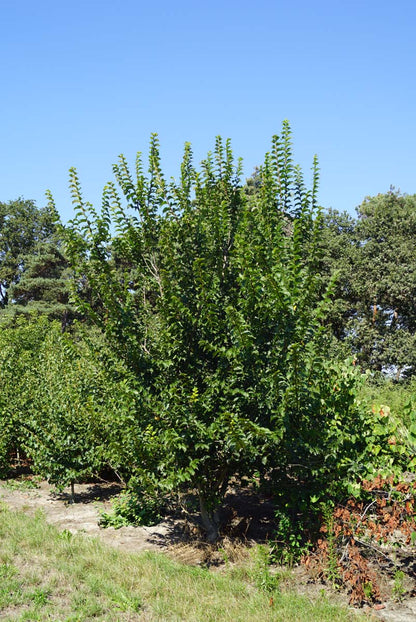 Ulmus minor 'Wanoux' meerstammig meerstammig