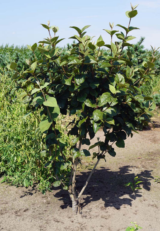 Viburnum carlesii meerstammig / struik struik