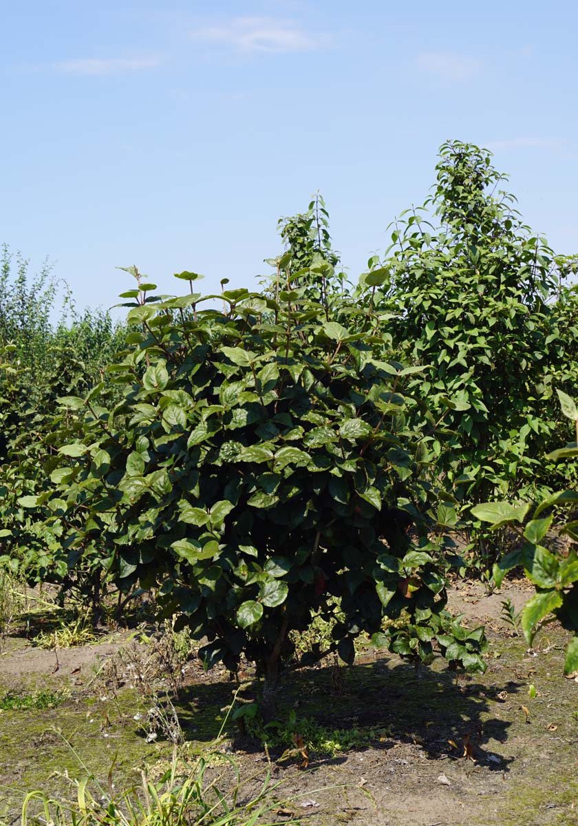 Viburnum carlesii 'Diana' meerstammig / struik struik