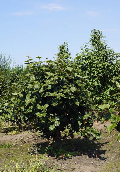 Viburnum carlesii 'Diana' meerstammig / struik struik