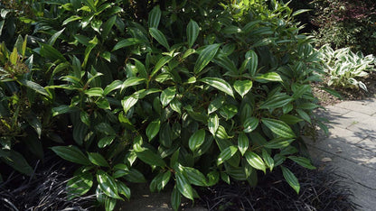 Viburnum davidii struik