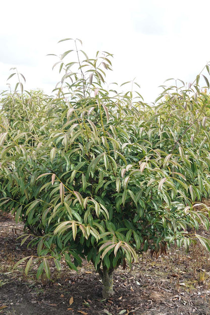 Viburnum henryi meerstammig / struik struik