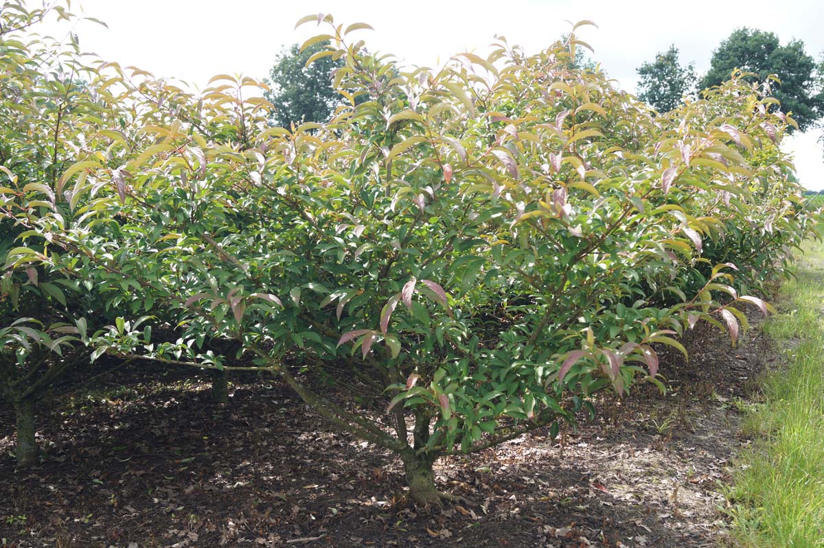Viburnum hillieri 'Winton' meerstammig / struik struik