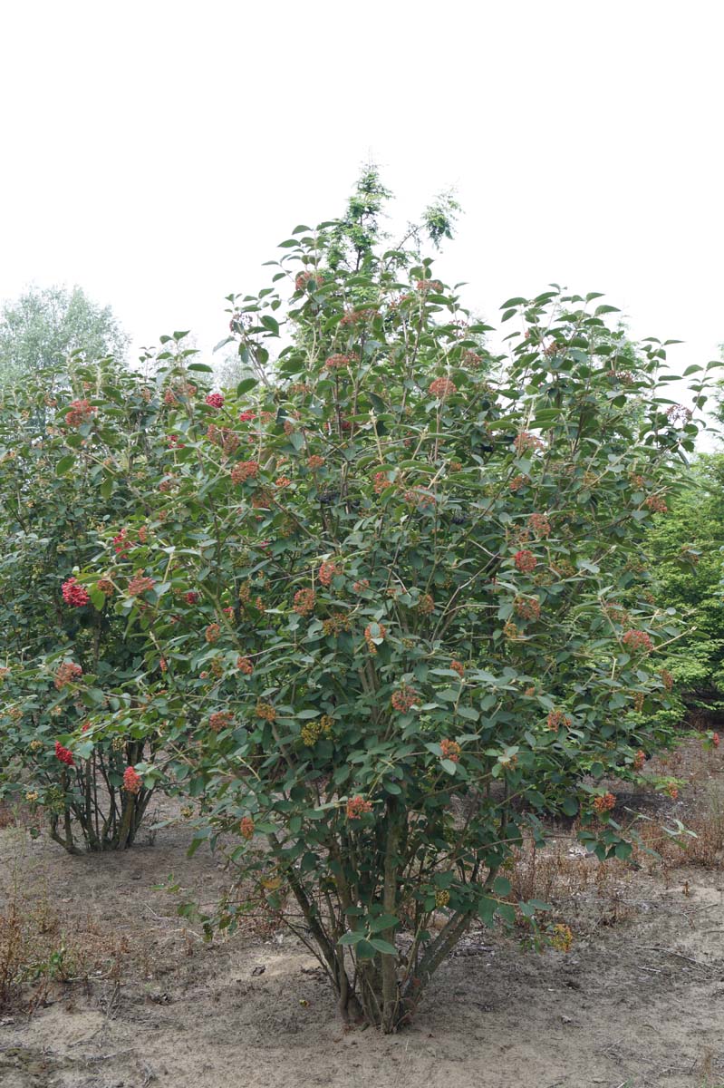 Viburnum lantana meerstammig / struik struik