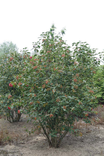 Viburnum lantana meerstammig / struik struik