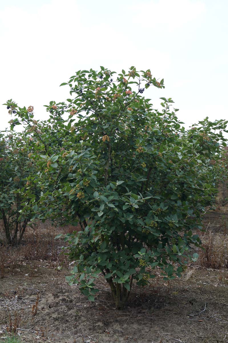 Viburnum lantana meerstammig / struik struik