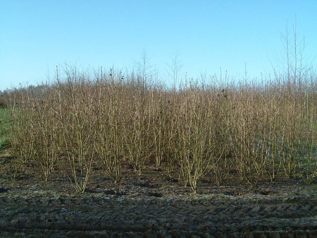 Viburnum lantana meerstammig / struik struik