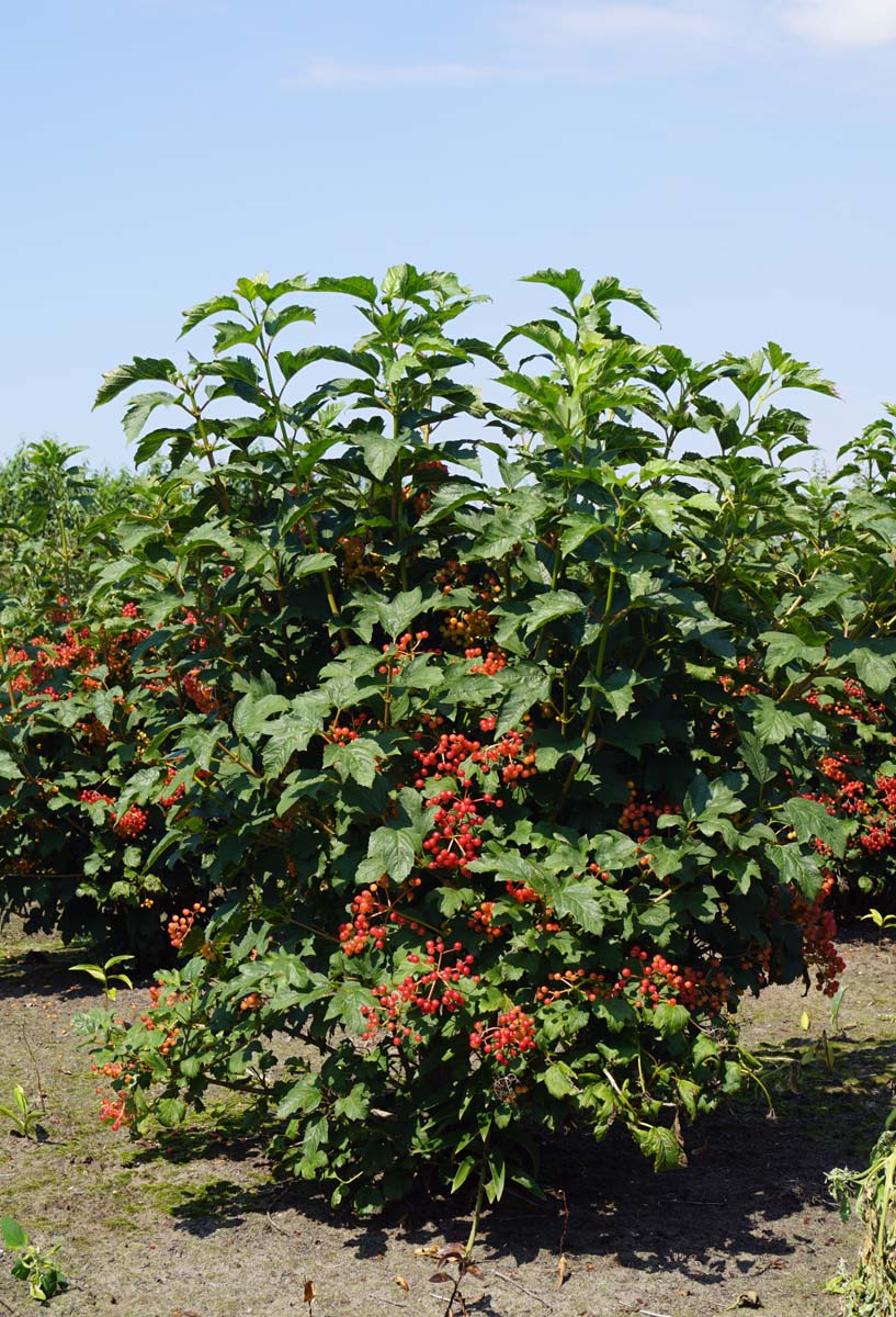 Viburnum opulus 'Compactum' meerstammig / struik struik