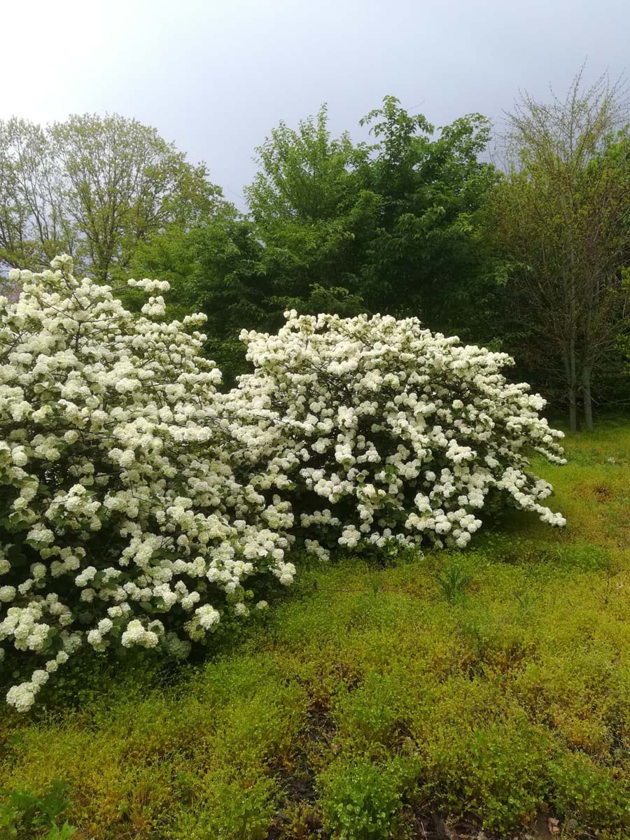 Viburnum plicatum 'Grandiflorum' meerstammig / struik struik