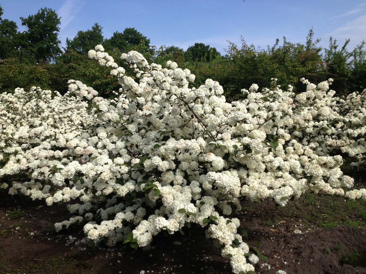 Viburnum plicatum 'Grandiflorum' meerstammig / struik struik