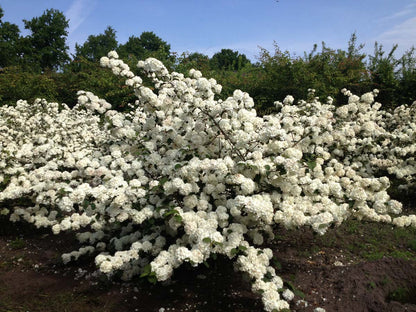 Viburnum plicatum 'Grandiflorum' meerstammig / struik struik