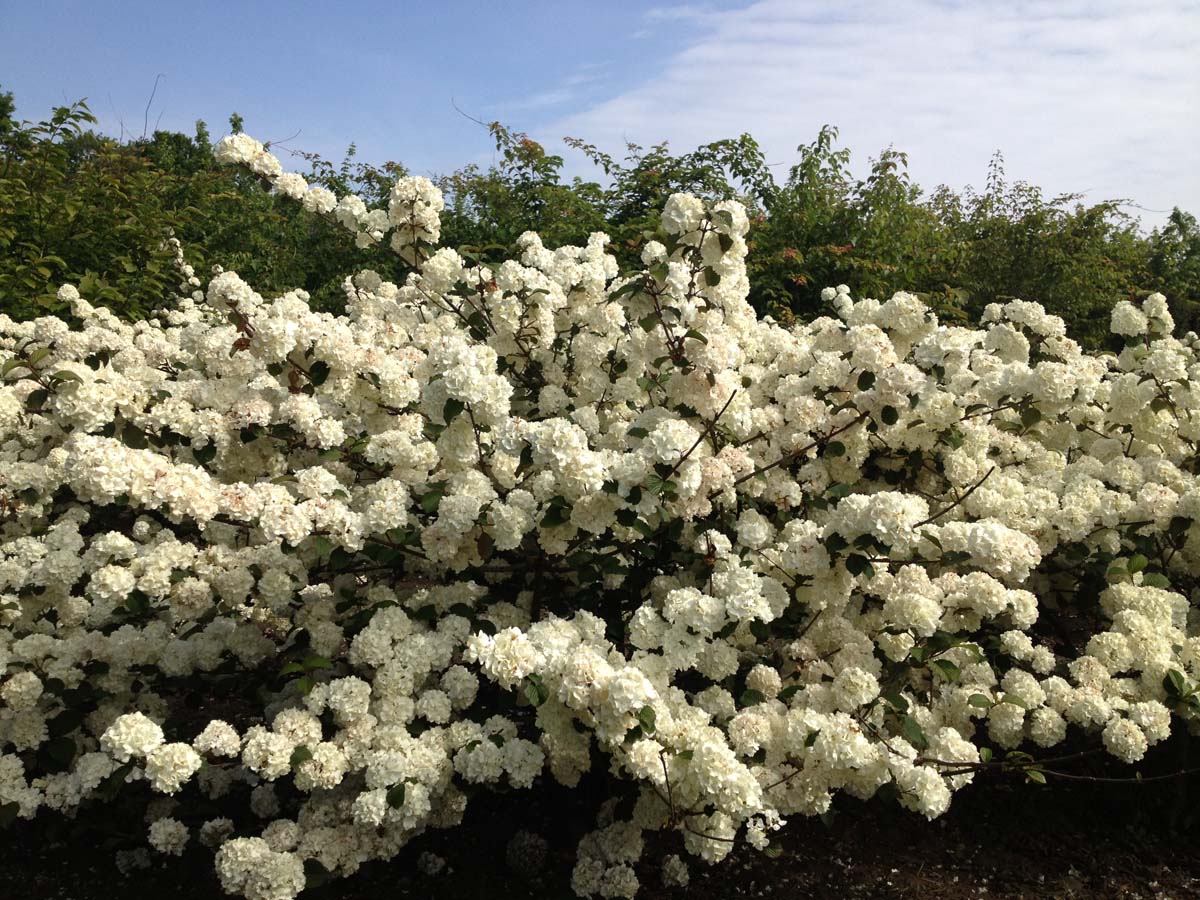 Viburnum plicatum 'Grandiflorum' meerstammig / struik struik