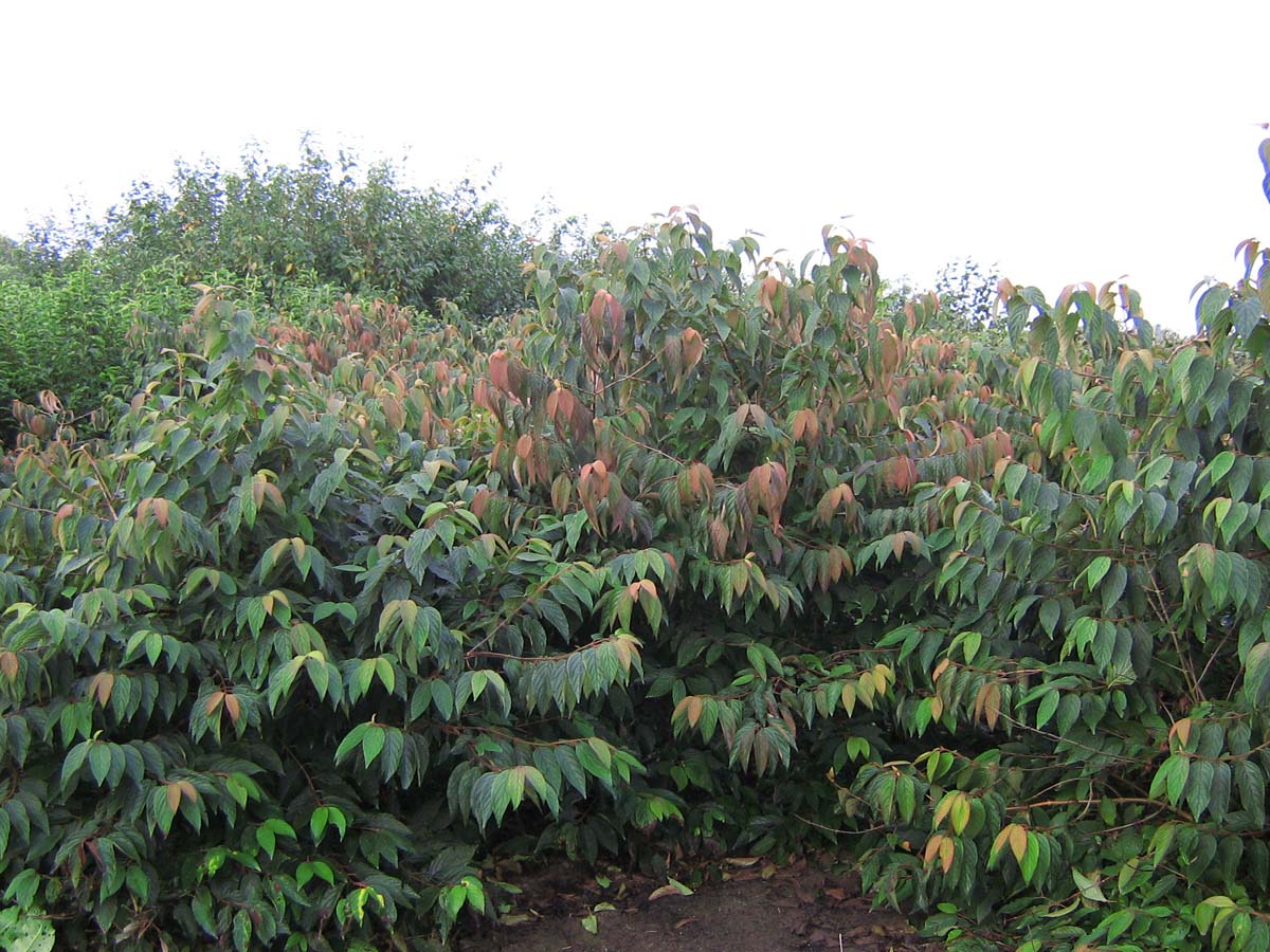 Viburnum plicatum 'Lanarth' meerstammig / struik struik