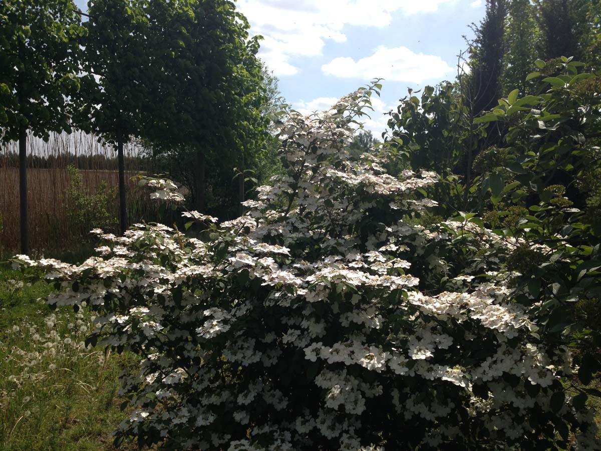Viburnum plicatum 'Pink Beauty' meerstammig / struik struik