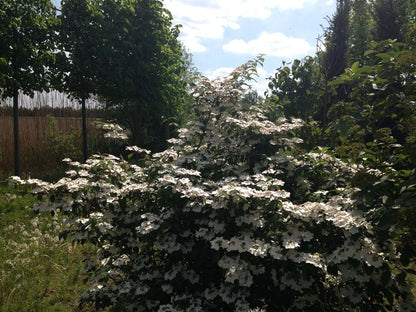 Viburnum plicatum 'Pink Beauty' meerstammig / struik struik