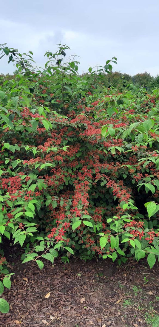 Viburnum plicatum 'Rowallane' meerstammig / struik struik