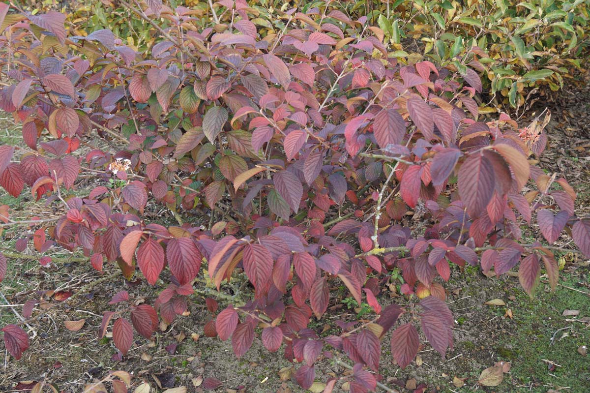 Viburnum plicatum 'Shasta' meerstammig / struik struik