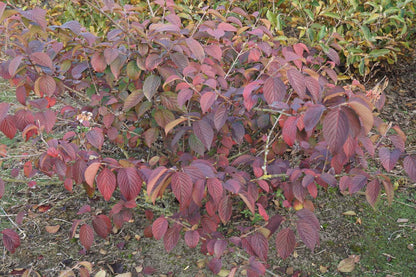 Viburnum plicatum 'Shasta' meerstammig / struik struik