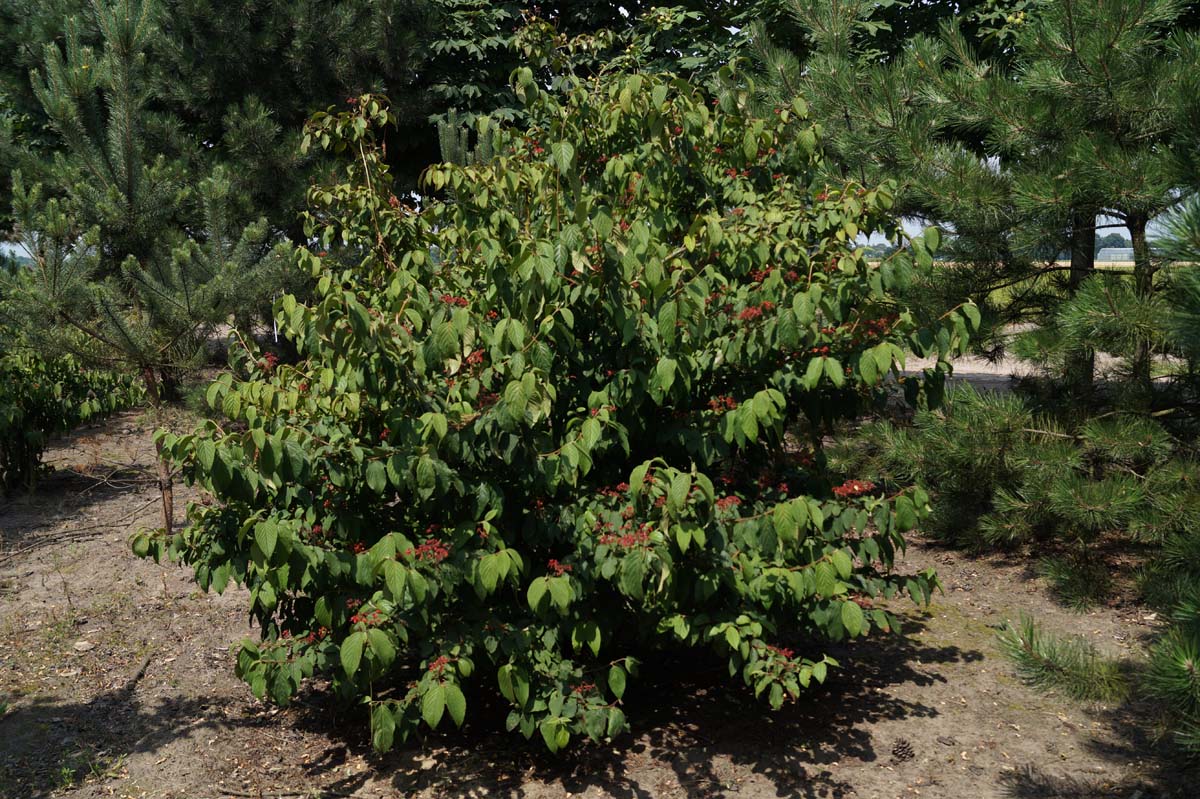 Viburnum plicatum tomentosum struik