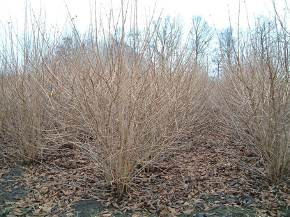 Viburnum plicatum tomentosum struik