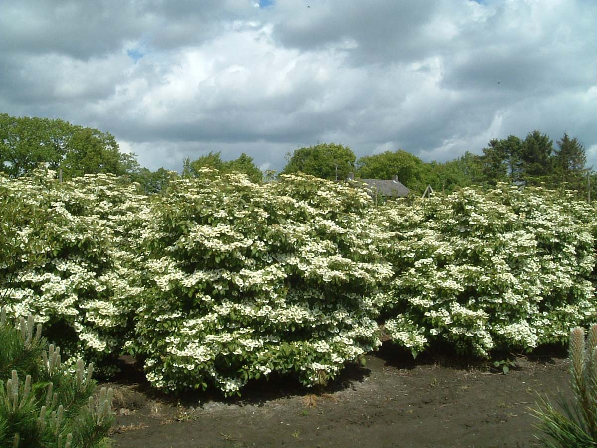Viburnum plicatum 'Watanabe' meerstammig / struik struik