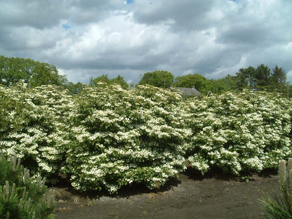 Viburnum plicatum 'Watanabe' meerstammig / struik struik