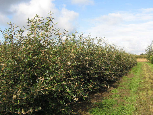 Viburnum 'Pragense' meerstammig / struik struik