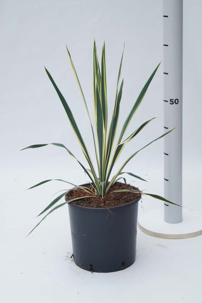 Yucca filamentosa 'Bright Edge'