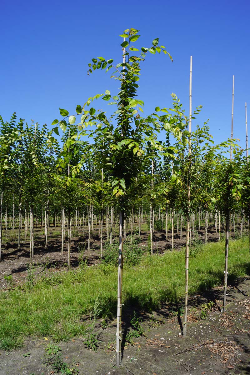 Zelkova serrata 'Fastigiata' op stam op stam