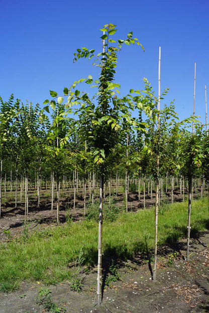 Zelkova serrata 'Fastigiata' op stam op stam