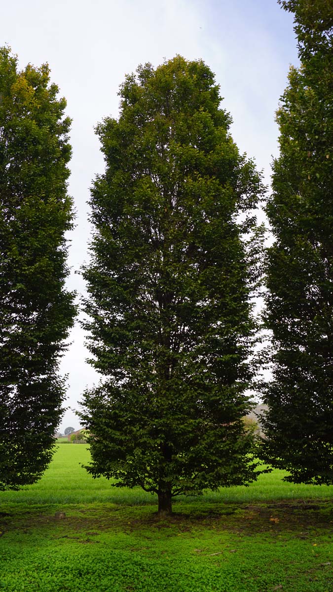 Carpinus betulus 'Fastigiata' op stam geveerd