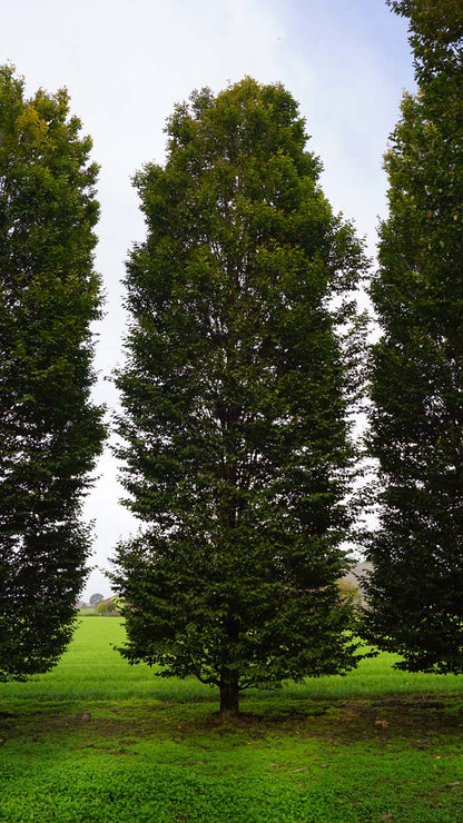 Carpinus betulus 'Fastigiata' op stam geveerd