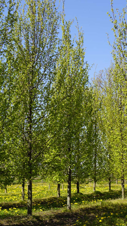 Carpinus betulus 'Frans Fontaine' op stam geveerd