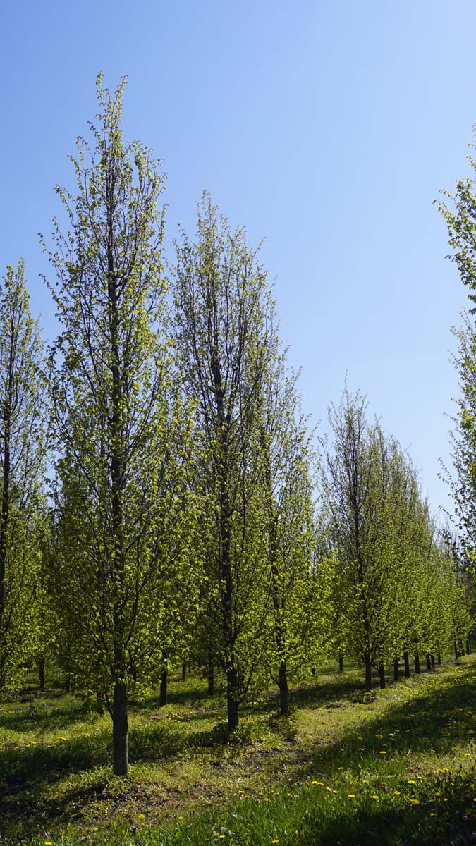 Carpinus betulus 'Frans Fontaine' op stam geveerd
