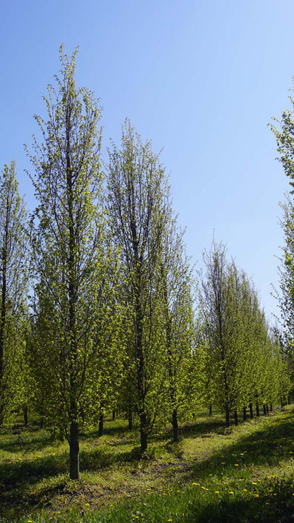 Carpinus betulus 'Frans Fontaine' op stam geveerd