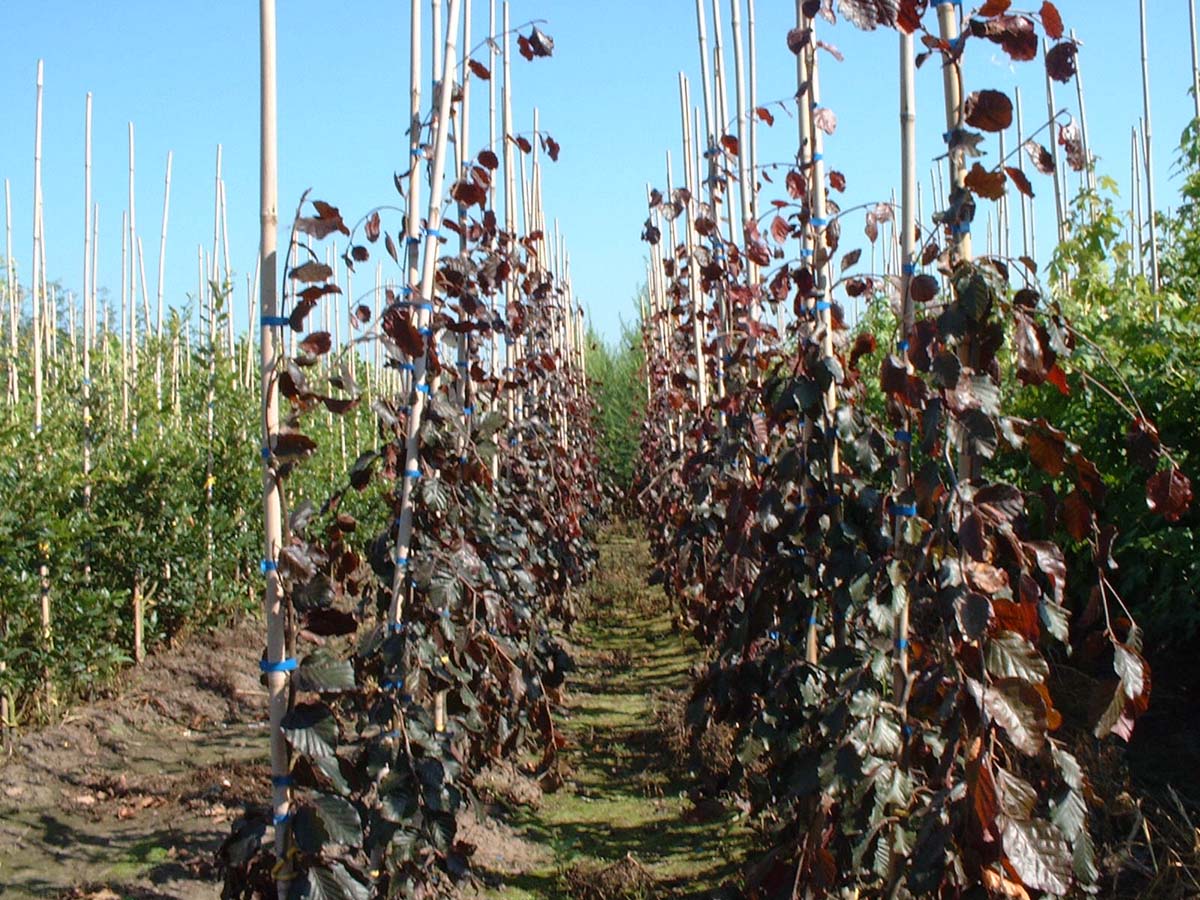 Fagus sylvatica 'Black Swan' auf Stamm