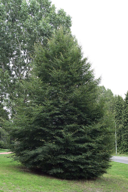 Fagus sylvatica 'Laciniata' op stam geveerd