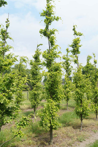 Fagus sylvatica 'Rohan Gold' op stam geveerd
