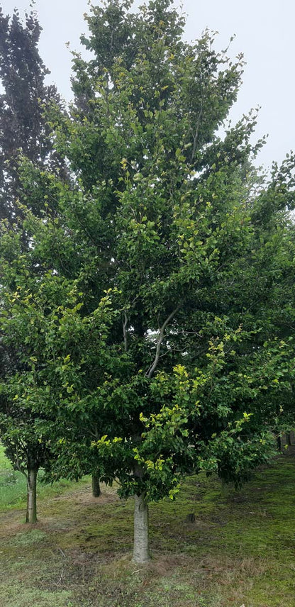 Fagus sylvatica 'Rohan Gold' op stam geveerd